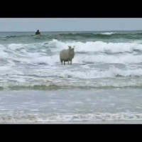 羊がサーフィン！？