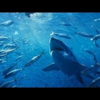 サメの恐怖から解放されるかも！？人気爆発のシャーク撃退装置「シャーク・シールド」