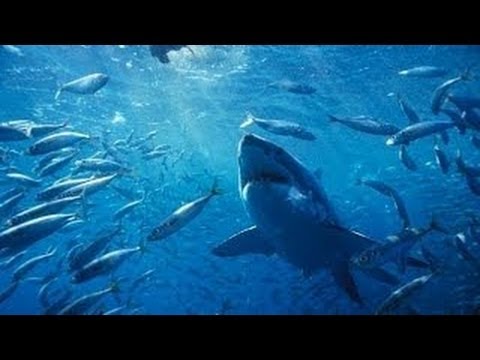 サメの恐怖から解放されるかも！？人気爆発のシャーク撃退装置「シャーク・シールド」
