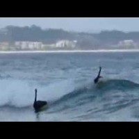 黒鳥が海で波乗り?