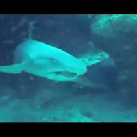 女性初のハワイ諸島横断スイム達成:メレディス・ノヴァク