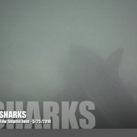 サーファーの足元に潜むシャークの群れ