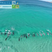 空撮スタイルによるイルカのサーフィン映像