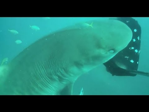 サメに気付かれにくくなるウエットスーツ&サーフボードステッカー