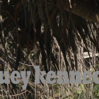 2014年8月に撮影されたスチュアート・ケネディのフリーサーフ映像