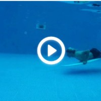 どこまでも潜り続けるダックダイブ(ドルフィンスルー)のやり方:ジョンジョン・フローレンス