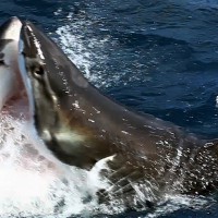 ホホジロザメvsホホジロザメの貴重映像