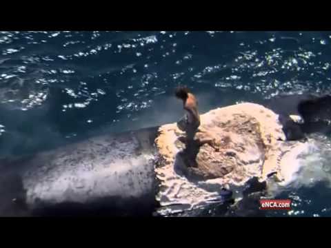 ちょっとした遊びのつもりが気付いたらサメに取り囲まれることに