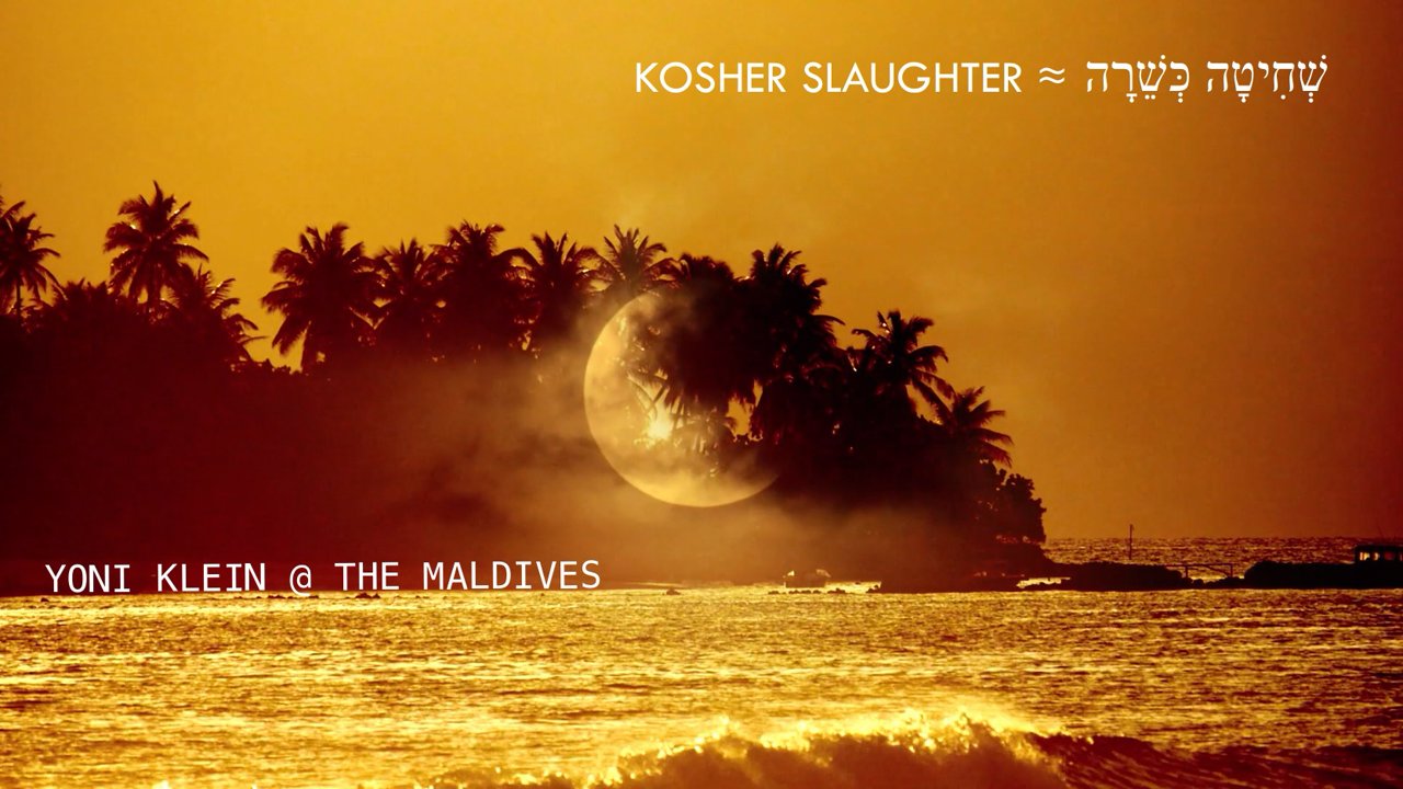 イスラエルから波を求めてモルディブへ:ヨニ・クレイン