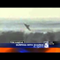 サーファーの後ろで空中へと飛び上がるホホジロザメ