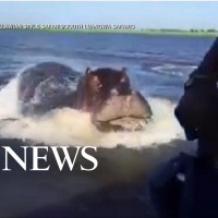 スピードボートに狙いを定めて襲いかかるカバ