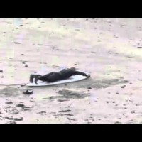 入念なイメージトレーニングを重ねるビギナーサーファー