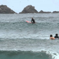 バイロンベイで波乗りを楽しむイルカの群れ