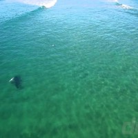 増加するシャークアタック対策としてサメの殺処分に揺れる豪NSW州北部