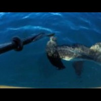 カリフォルニアで15分以上もサメと格闘したカヤッカー