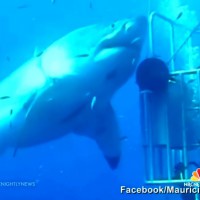 衝撃動画!これまで撮影された中で世界最大級のサメ「Deep Blue」
