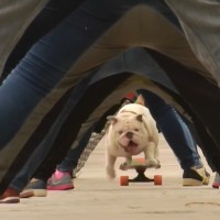 最長人間トンネル滑走でブルドッグがギネス世界記録を樹立@ペルー