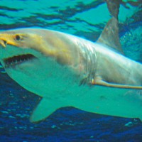 美ら海水族館でホホジロザメの展示!海外からは非難の声も・・・