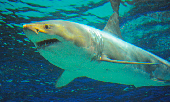 美ら海水族館でホホジロザメの展示 海外からは非難の声も サーフィン動画ニュース World Surf Movies