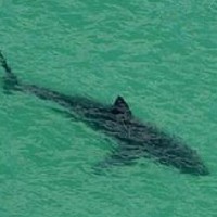 豪スナッパーロックスで波待ちするサーファーの100メートル沖合でホホジロザメを目撃