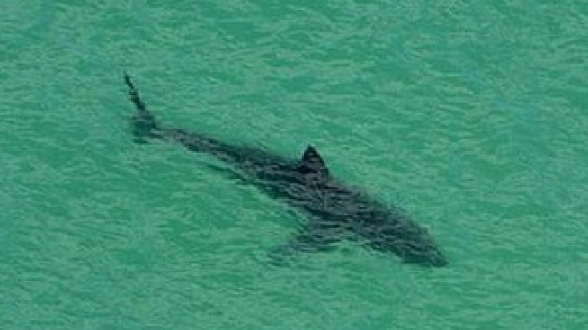 豪スナッパーロックスで波待ちするサーファーの100メートル沖合でホホジロザメを目撃 World Surf Movies