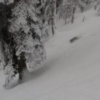 インドのスキー場で絶滅危惧種のユキヒョウと遭遇!果たして本物なのか?