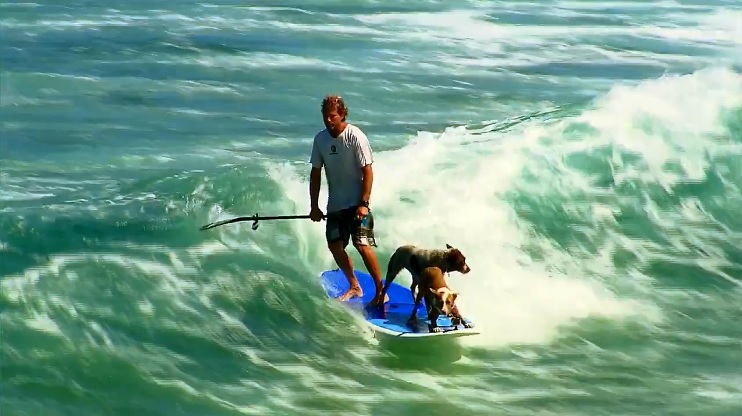 二匹のワンコと一緒にsupでタンデムライディング オーストラリア サーフィン動画ニュース World Surf Movies