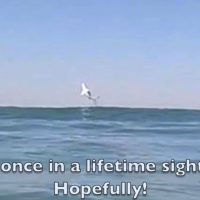 サーフィン中のGoPro撮影で偶然ホホジロザメを撮影@カリフォルニア