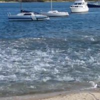 豪WA州南西部でサメ注意報が発令!鮭の大群が意味する生態系の変化