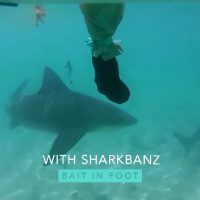 オオメジロザメが逃げ出すシャークバンズによる驚きの実証実験動画