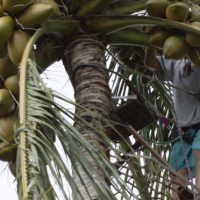 勘違い英単語を発するココナッツ大好きウィル・ハントのマウイ島セッション