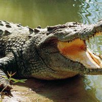 タマリンド（コスタリカ）の川でサーファーがワニに襲われ片足切断の事故