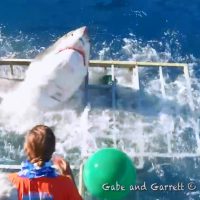 海中でサメを間近に見られるアトラクション(シャークケージ)の檻をホホジロザメが破壊