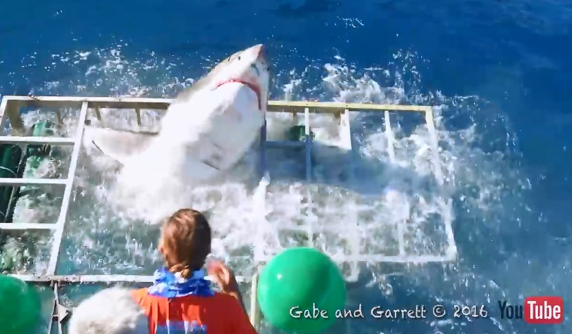 海中でサメを間近に見られるアトラクション シャークケージ の檻をホホジロザメが破壊 World Surf Movies