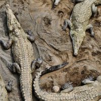 クロコダイルが海にいるのは普通!?クロコダイル問題に揺れる中米コスタリカのサーフシーン