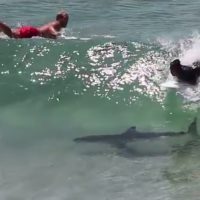 バイロンベイの人気サーフスポット「ザ・パス」でサーファーとサメが大接近