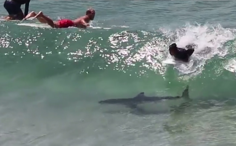 バイロンベイの人気サーフスポット ザ パス でサーファーとサメが大接近 サーフィン動画ニュース World Surf Movies
