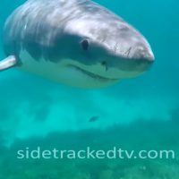 海でホホジロザメに旋回された様子を撮影したダイバーの恐怖動画