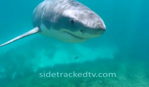 海でホホジロザメに旋回された様子を撮影したダイバーの恐怖動画