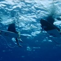 ジョンジョンとイアンによるパーフェクトライトでのフリーサーフ動画@南太平洋