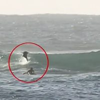 Dバー(オーストラリア)で珍事!?イルカがサーファーにボディスラム
