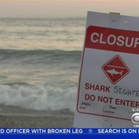 3メートルほどのホホジロザメ出没により南カリフォルニアで今年3度目のビーチ閉鎖