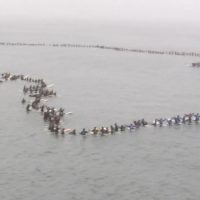 ギネス世界記録:500人以上が一堂に会したパドルアウト@ハンティントンビーチ