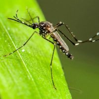 ケミカルに頼らずナチュラルな手法で虫除け(主に蚊)する4つの方法