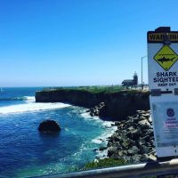 北カリフォルニアでシャークアタック:当局のサーフ禁止令にサーファー猛反発