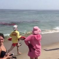 米国マサチューセッツ州ケープコッドのノーセットビーチでシャークアタック発生