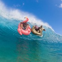 9月後半から待望のスタート!「Who is JOB」新作となる7.0予告編動画