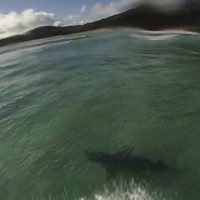 イルカ撮影のつもりでGoProを持ってサーフしていたら海の脅威と遭遇?