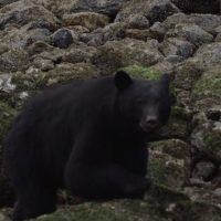チッパ・ウィルソンが寒いカナダへ!サーフムービー「The Seawolf」未収録動画