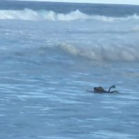 ジェットスキーがなきゃパドル!サーフフォトグラファーのマウイ島ジョーズストーリー